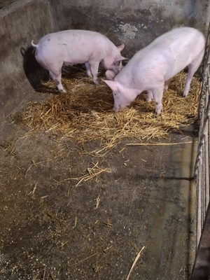 doua scrofite 45kg - imagine 3