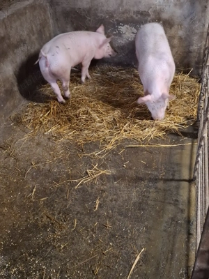 doua scrofite 45kg - imagine 2