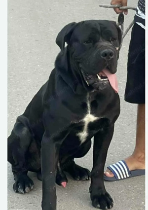 Vand canecorso de 2 ani  - imagine 3