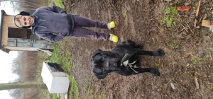 Vand canecorso de 2 ani 