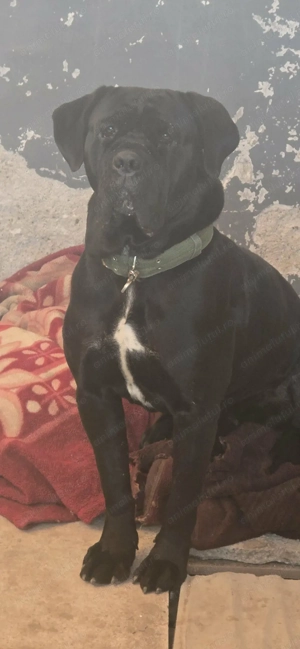 Vand canecorso de 2 ani  - imagine 2