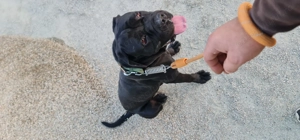 Vand canecorso de 2 ani  - imagine 4