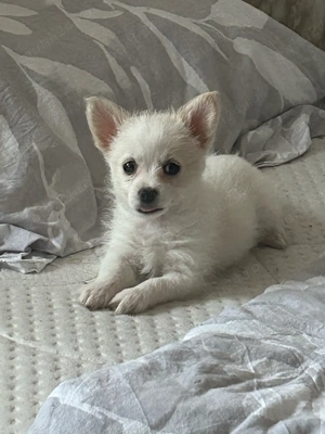 Vand Schimb  pui Pomeraniani