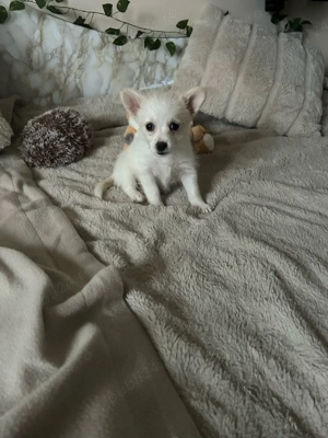 Vand Schimb  pui Pomeraniani - imagine 2