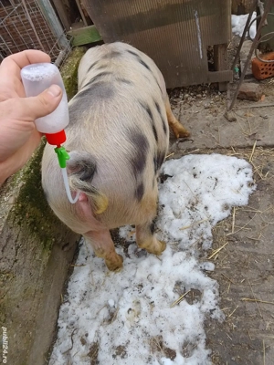 Scrufita gestanta de vânzare  - imagine 3