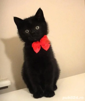 British Shorthair Bleack