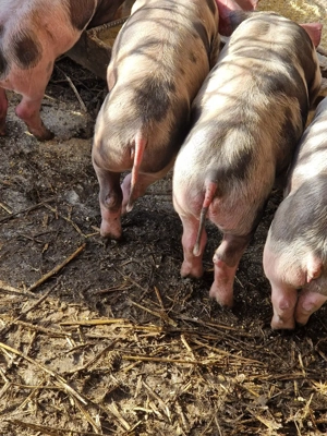 Purcei pietren - imagine 5