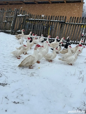 Vând rațe leșești mute  - imagine 2