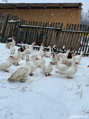 Vând rațe leșești mute  - imagine 5