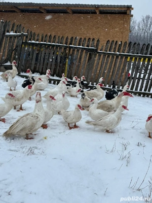 Vând rațe leșești mute  - imagine 4