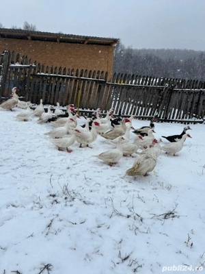 Vând rațe leșești mute  - imagine 3