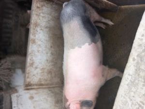 porci de vanzare - imagine 2