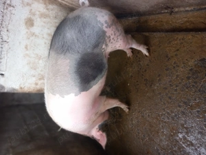 porci de vanzare - imagine 4