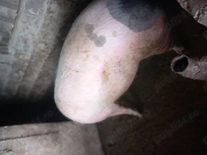 porci de vanzare - imagine 3