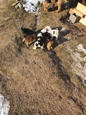 Foxterrier pui - imagine 4