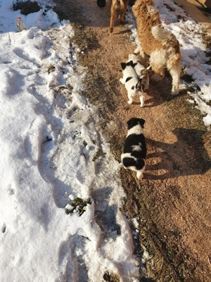 Foxterrier pui - imagine 3