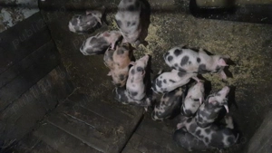 purcei de vanzare 450 negociabil  - imagine 2