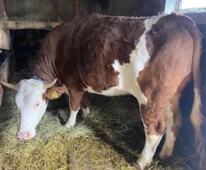 Vând junincă de 1 an și 8 luni, bălțată 