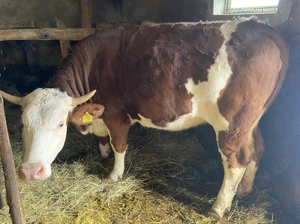 Vând junincă de 1 an și 8 luni, bălțată  - imagine 2