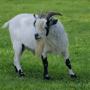 SUPER OFERTA! Mini caprite  companie  terapie  copii  capre pitice - imagine 2