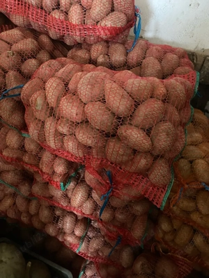 vand cartofi pentru animale 1 leu  kg - imagine 2