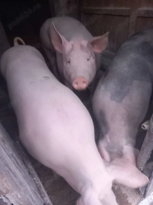 Porci de vanzare 120-150kg