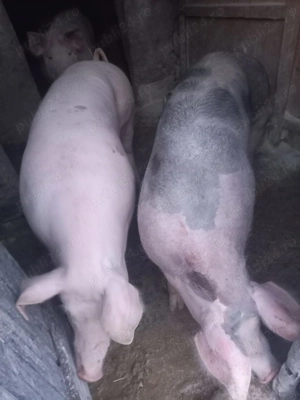 Porci de vanzare 120-150kg - imagine 3