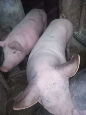 Porci de vanzare 120-150kg - imagine 2