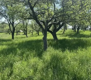 Teren extravilan la munte, in Nucsoara Arges - imagine 3