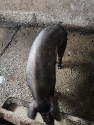 Scroafa de vânzare  - imagine 2