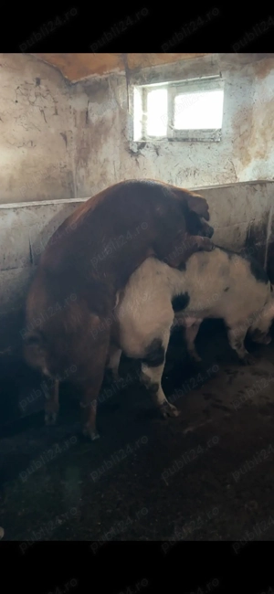 Purcei rasa de carne Duroc x Pietrain  - imagine 2