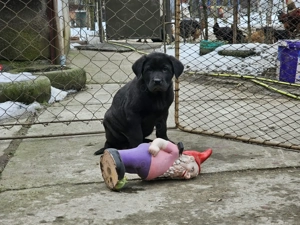 Catei deosebiți  - imagine 2