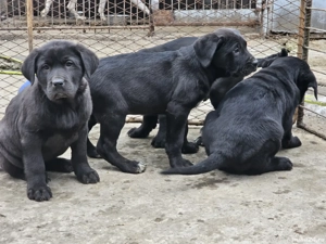 Catei deosebiți  - imagine 3