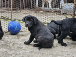 Catei deosebiți  - imagine 5