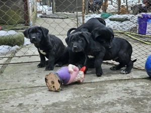 Catei deosebiți  - imagine 4