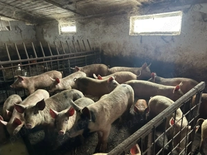 De vanzare grasuni   - imagine 2