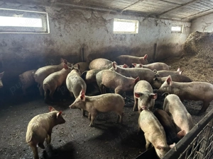 De vanzare grasuni   - imagine 3