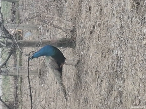 Vând păun standart - imagine 5