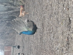 Vând păun standart - imagine 3