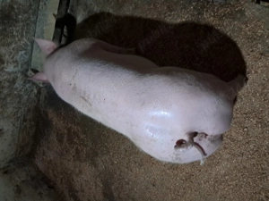 Vand scrofita pietran - imagine 2