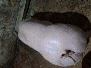 Vand scrofita pietran - imagine 3