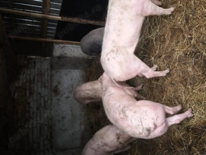 Vand porci 60 80 kg si scroafa gestanta