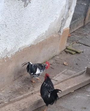 Vand cocosi pitici americani ! - imagine 2