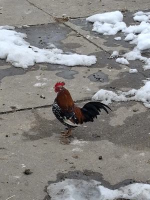 Vand cocosi pitici americani ! - imagine 3