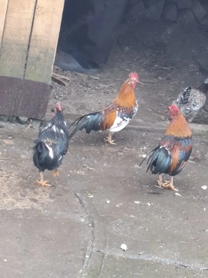 Vand cocosi pitici americani ! - imagine 4