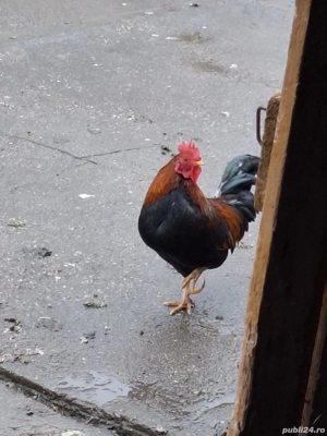 Vand cocosi pitici americani ! - imagine 5