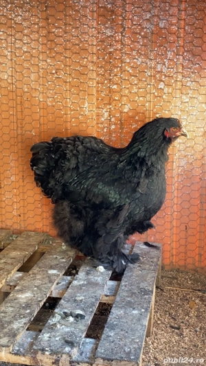Găină Cochinchina negru  - imagine 2