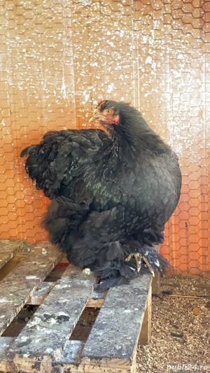 Găină Cochinchina negru  - imagine 3