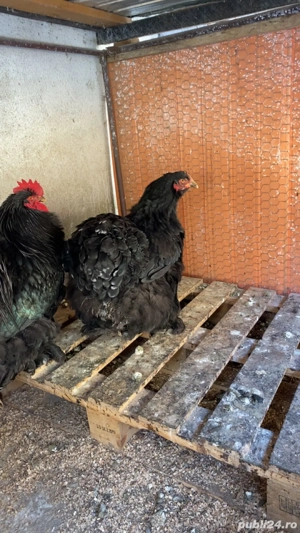Găină Cochinchina negru  - imagine 5