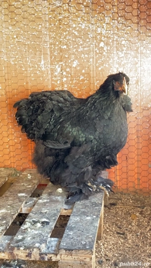 Găină Cochinchina negru  - imagine 4
